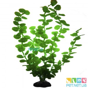 Aquarium plants - 07